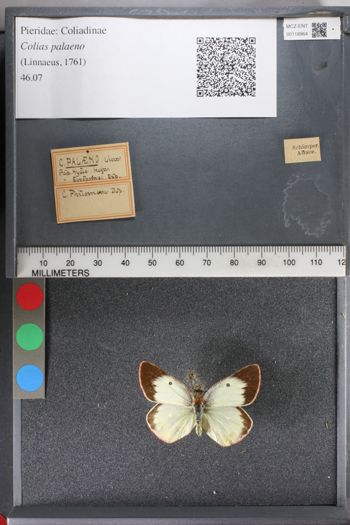 Media type: image;   Entomology 118964